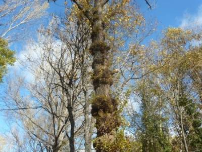 Bosque de Finlandia - Valle de El Paular;material senderismo rutas para niños turismo por madrid